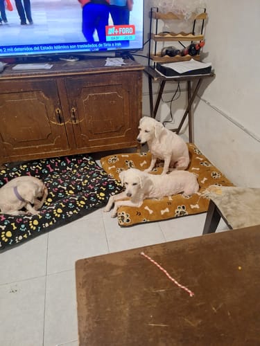 Customer photo review of CT2320 1 pieza de CAMA para mascota