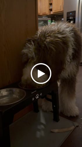 Customer video review of Bone Refills Dog Meat 90 Grams (4 Pack)®