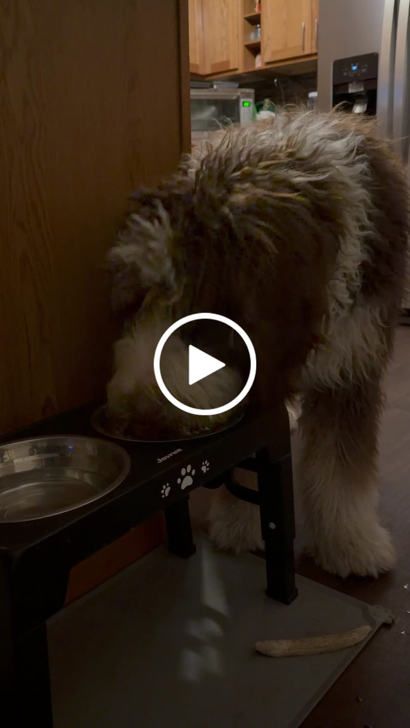 Customer video review of Bone Refills Dog Meat 90 Grams (4 Pack)®