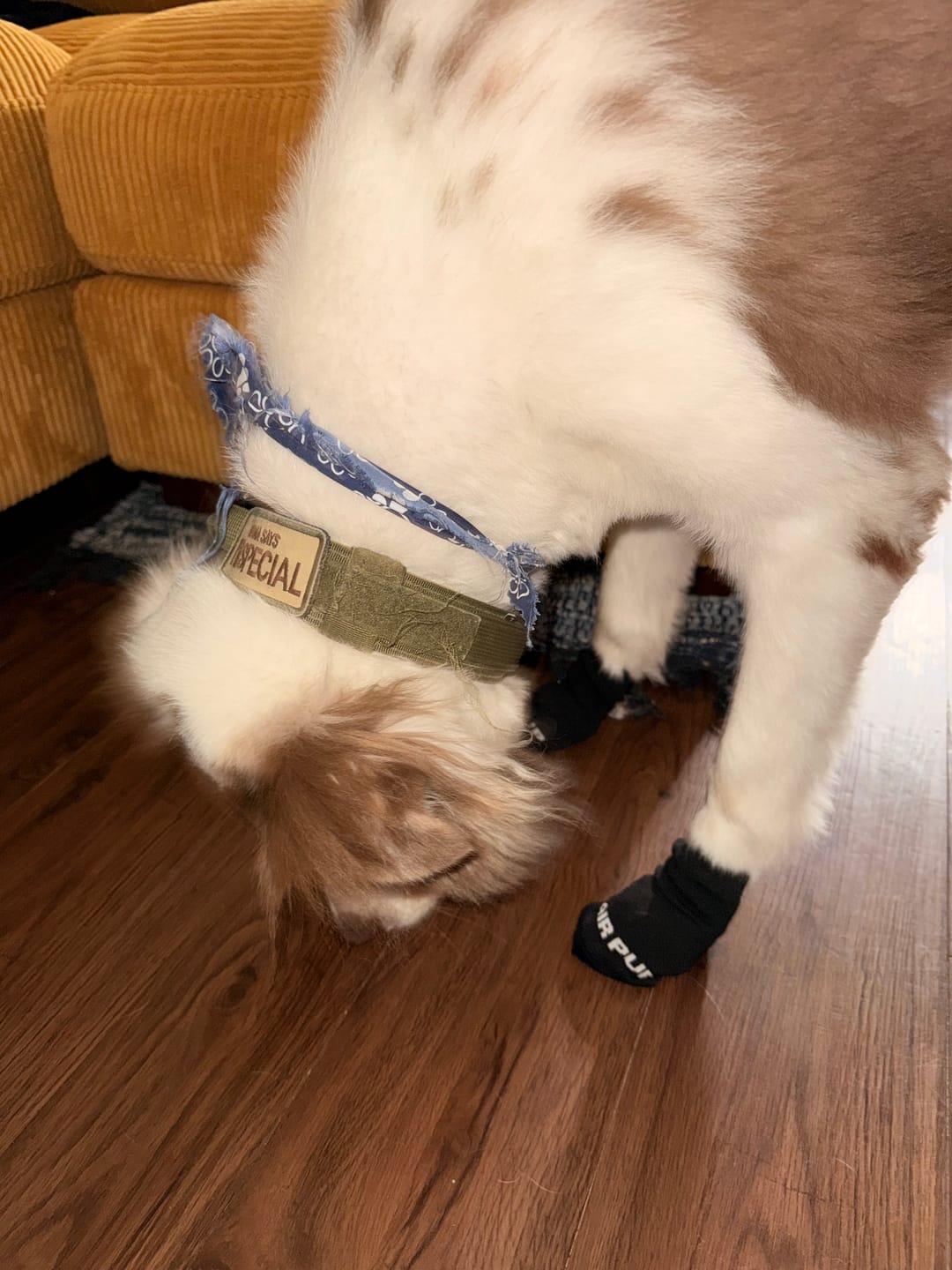 Customer photo review of AIR PUP SOCKS / BOOT LINERS