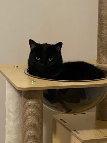 Customer photo review of 3 Month Supply - 1 Cat