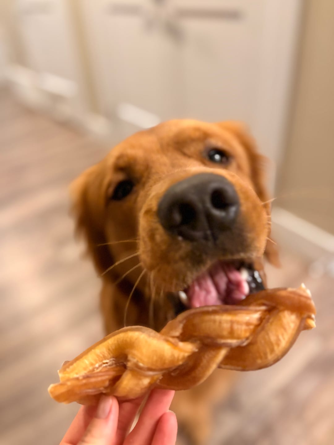 Customer photo review of 6 Inch Jumbo Braided Bully Stick