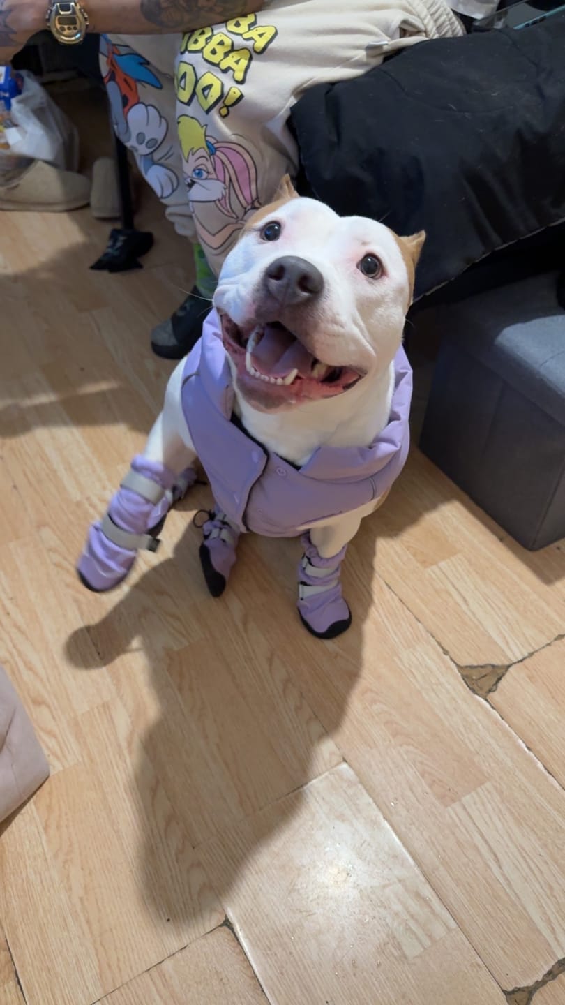 Customer photo review of Flex Shell Waterproof Dog Boots - Lilac