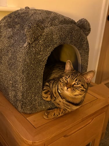 Customer photo review of 1 Month Supply – 2 Cat