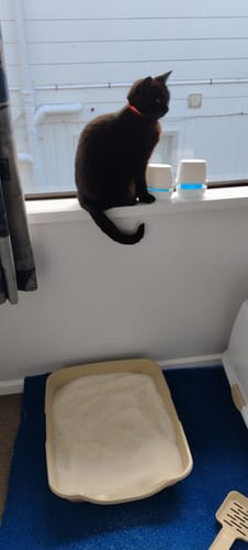 Customer photo review of Fit Litter