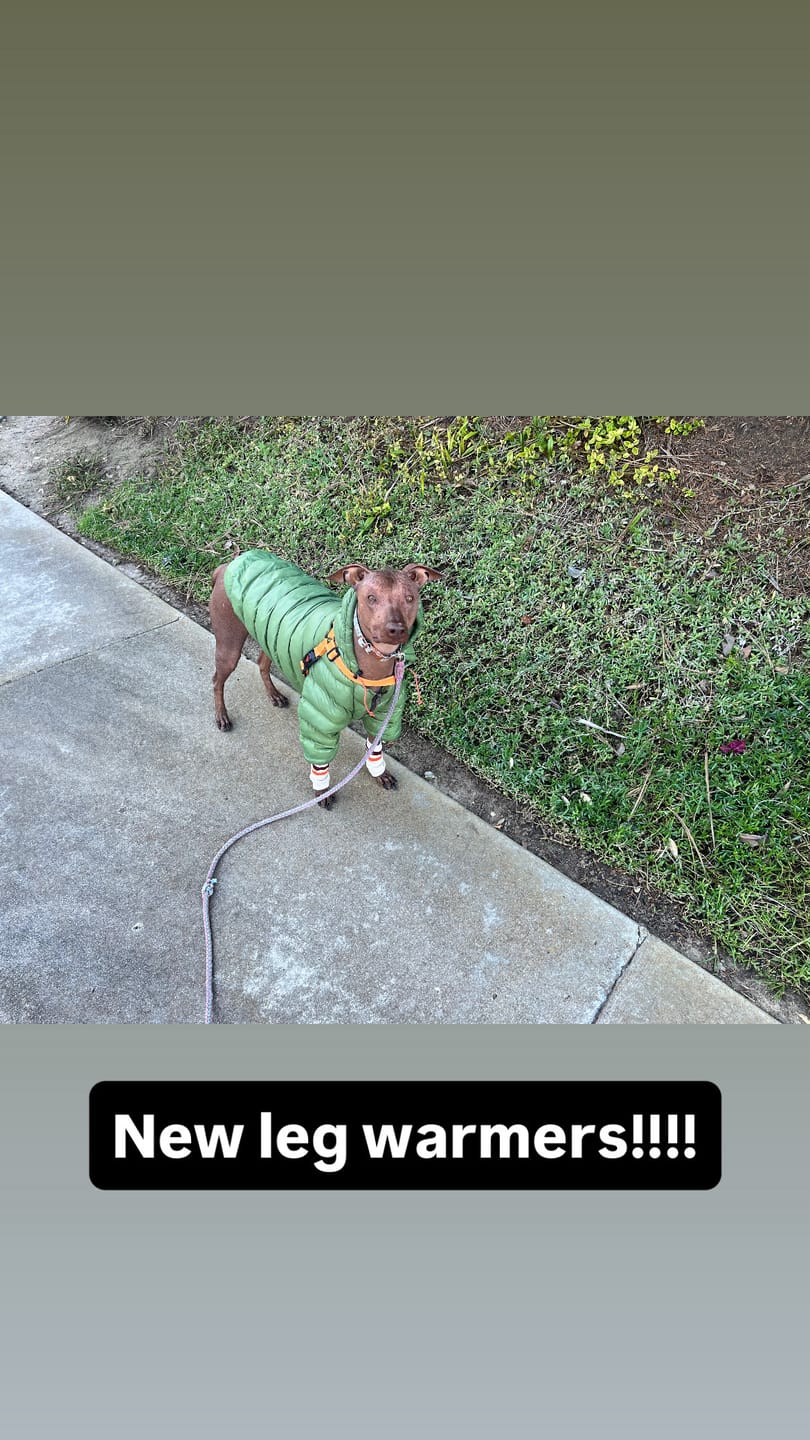 Customer photo review of WagWarmers
