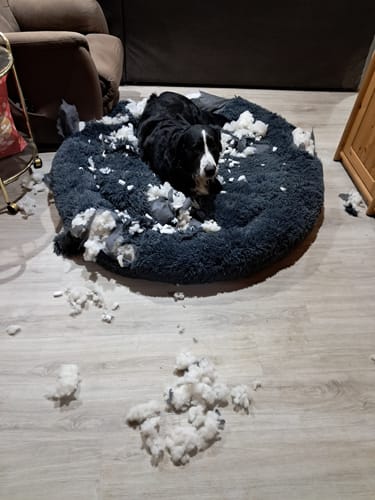 Customer photo review of Puppery Hundebett Wolke 7 - Das Original