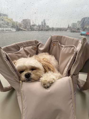 Customer photo review of Hazelnut┃The Puffer Carrier