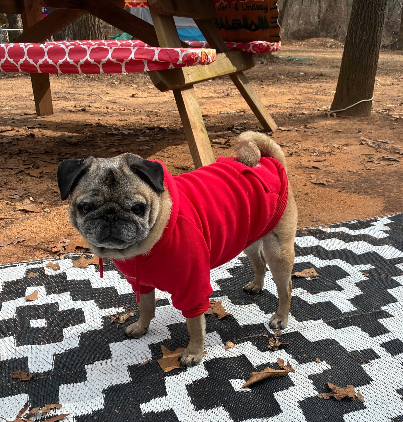 Customer photo review of Essential Dog Hoodie - Crimson Red