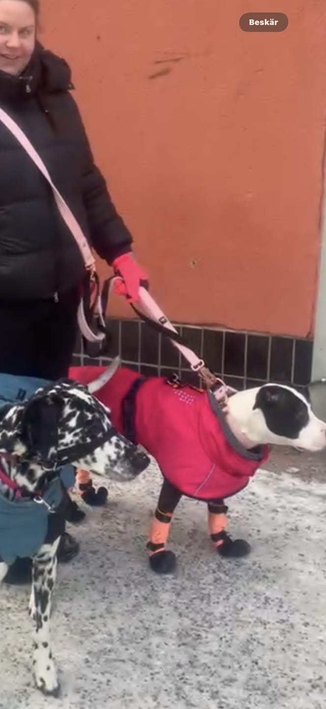 Customer photo review of Multi Guard Leash Rose Edition Pastel Pink - Multi-väktarkoppel