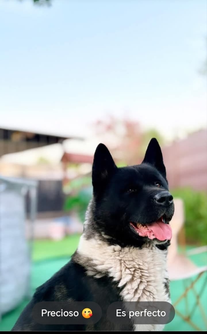 Customer photo review of PetFamily Cookies