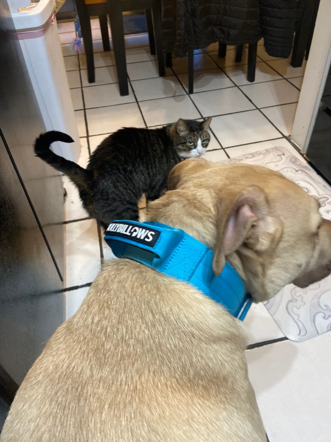 Customer photo review of 5cm Combat® Collar | With Handle & Secure Clip - Light Blue