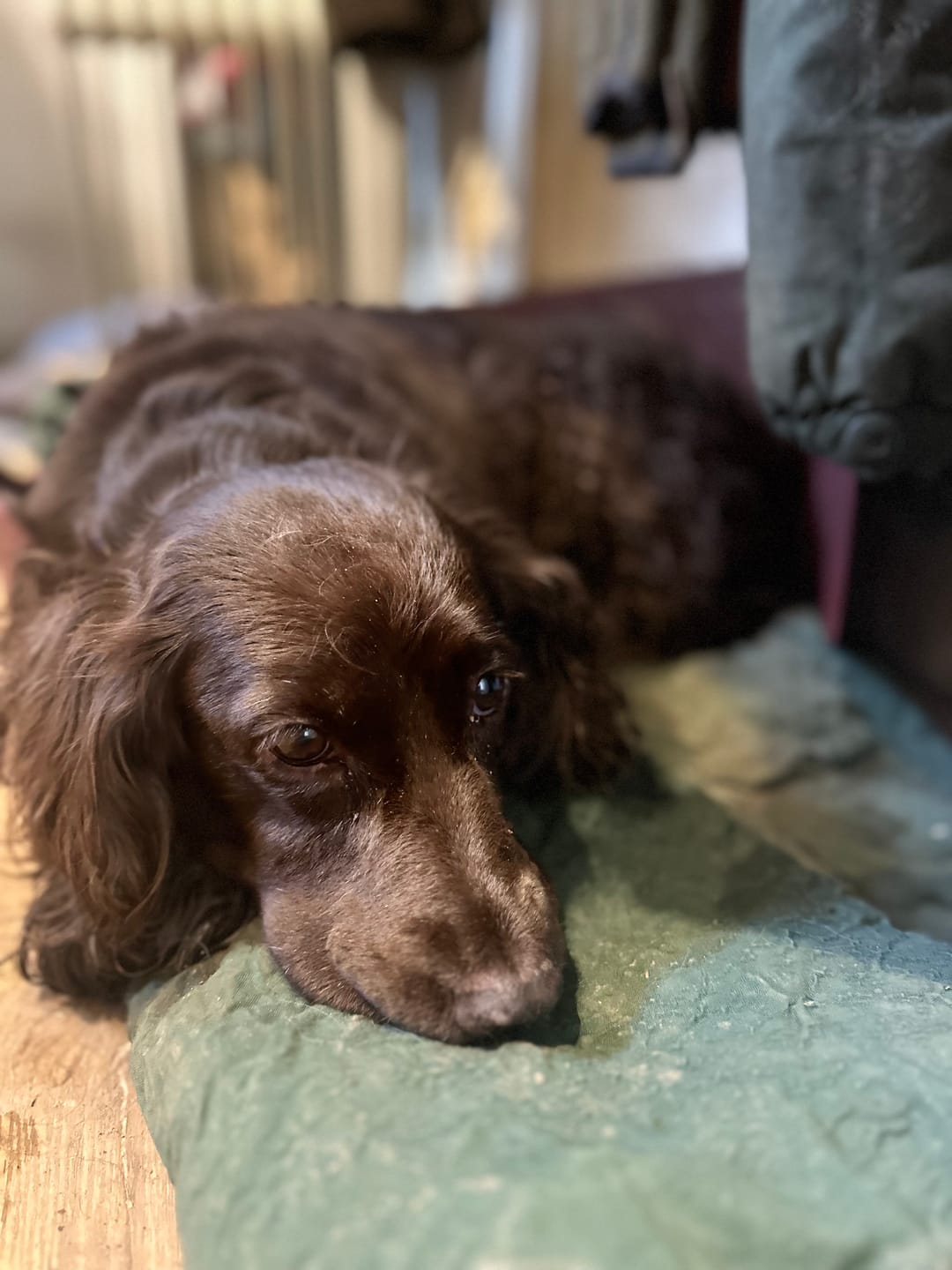 Customer photo review of Total Urinary Care Supplement For Dogs