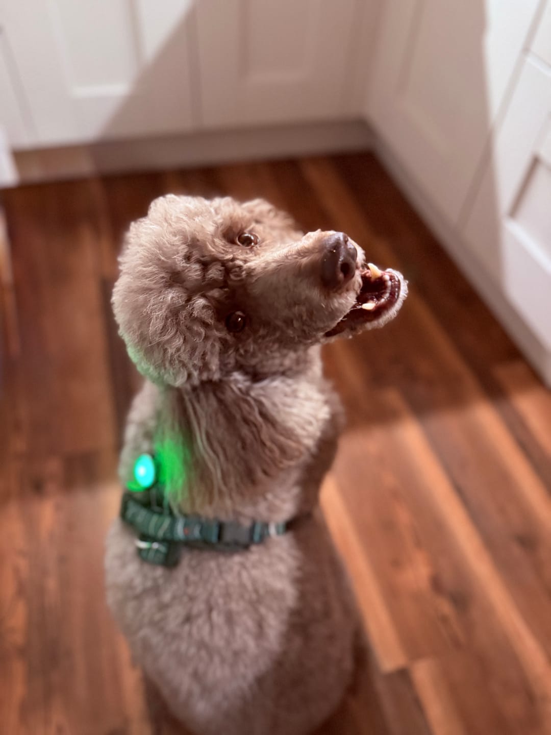 Customer photo review of TrekBright® Dog Safety Light