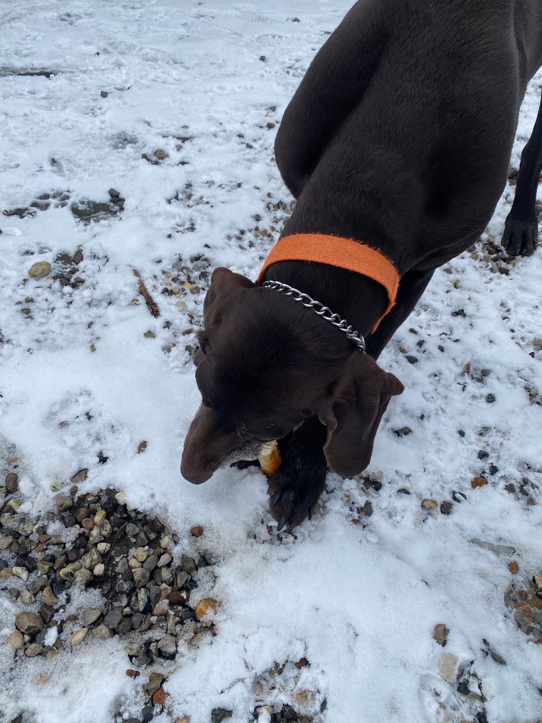 Customer photo review of Barkii - Kollagen Tyggeben m. Kylling