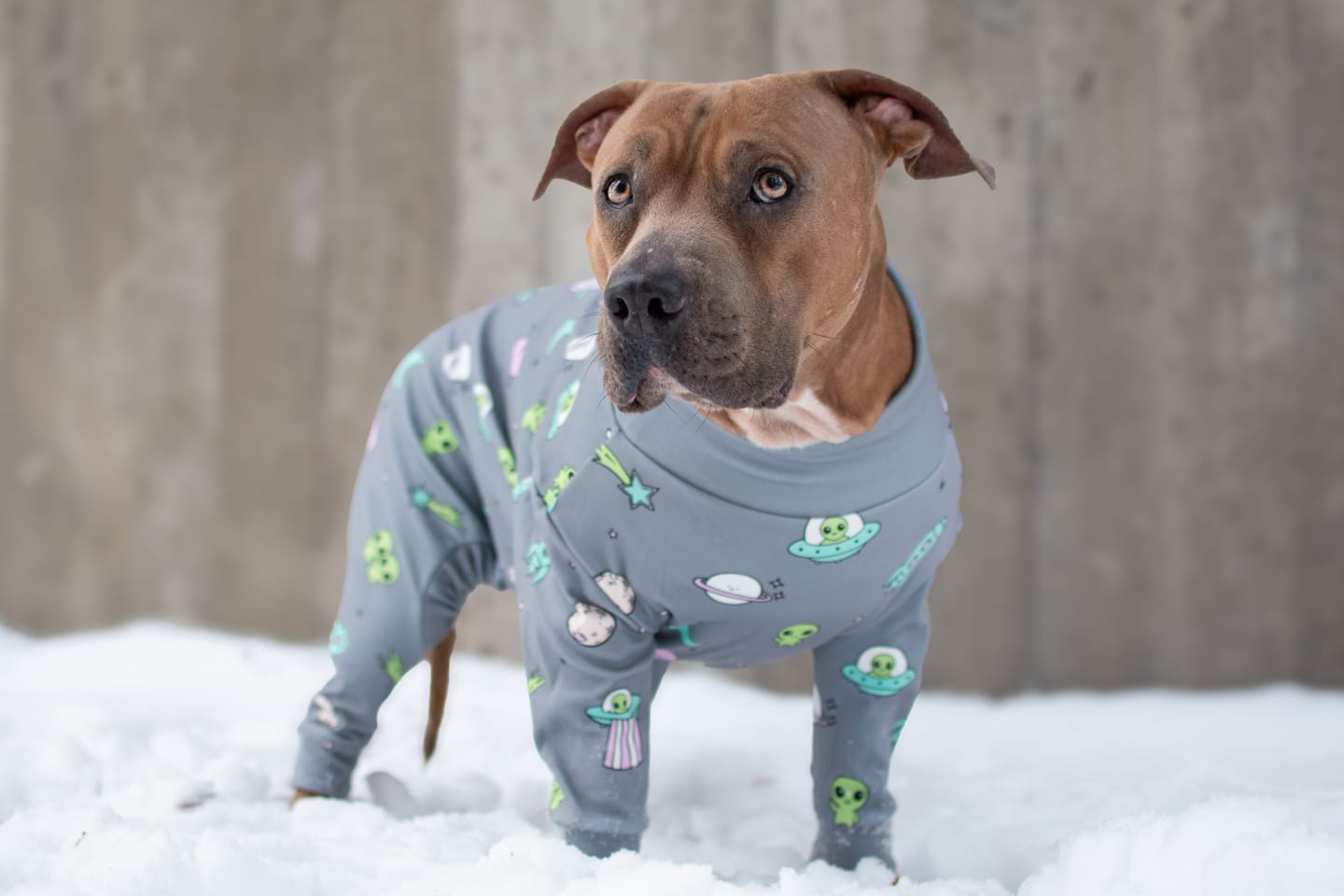 Customer photo review of Dog Pajama - Alien