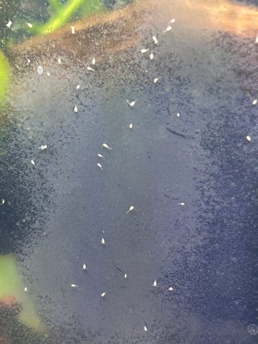 Customer photo review of Crystal Black Shrimp