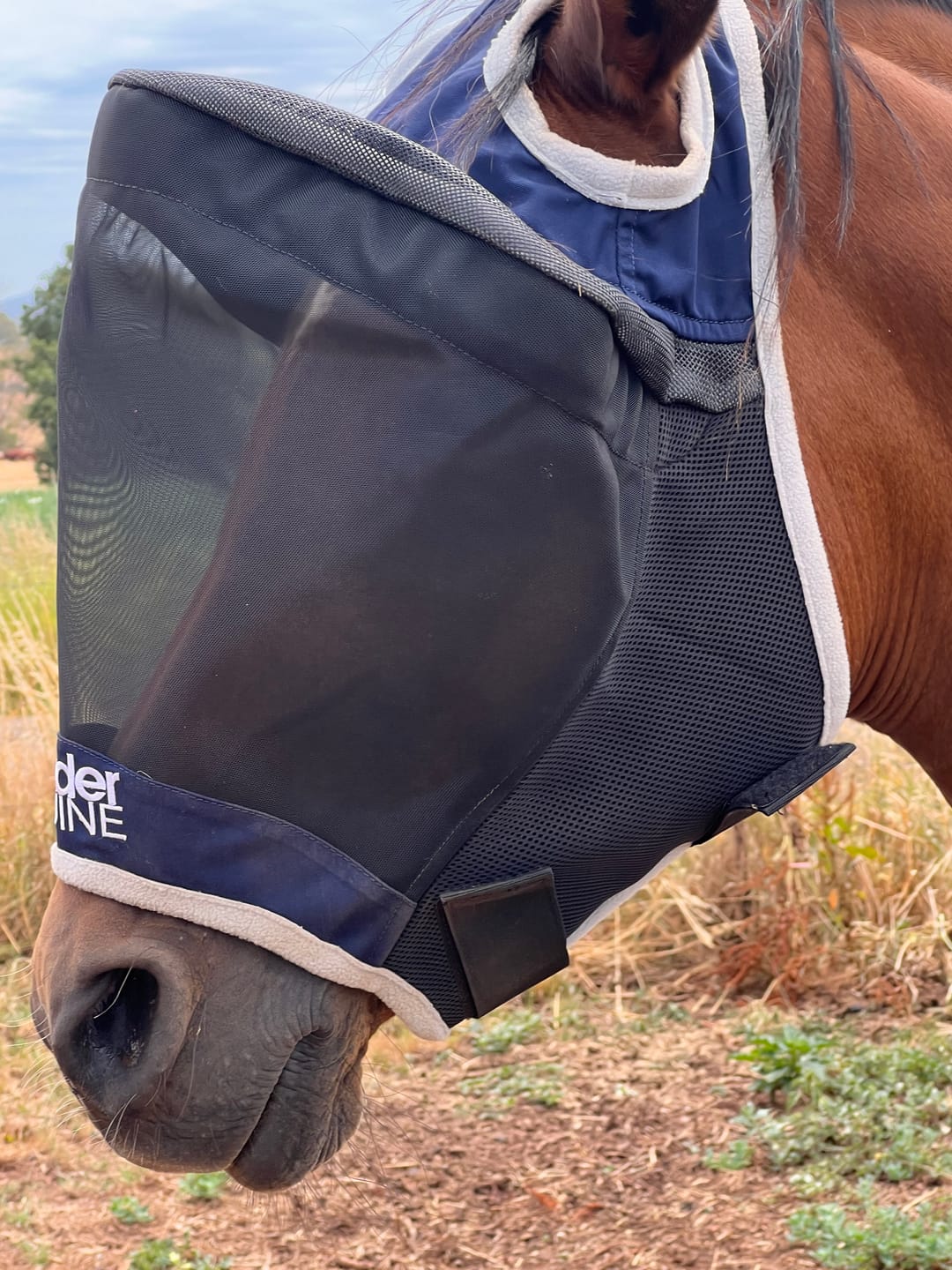 Customer photo review of LE Outback Flymask Original