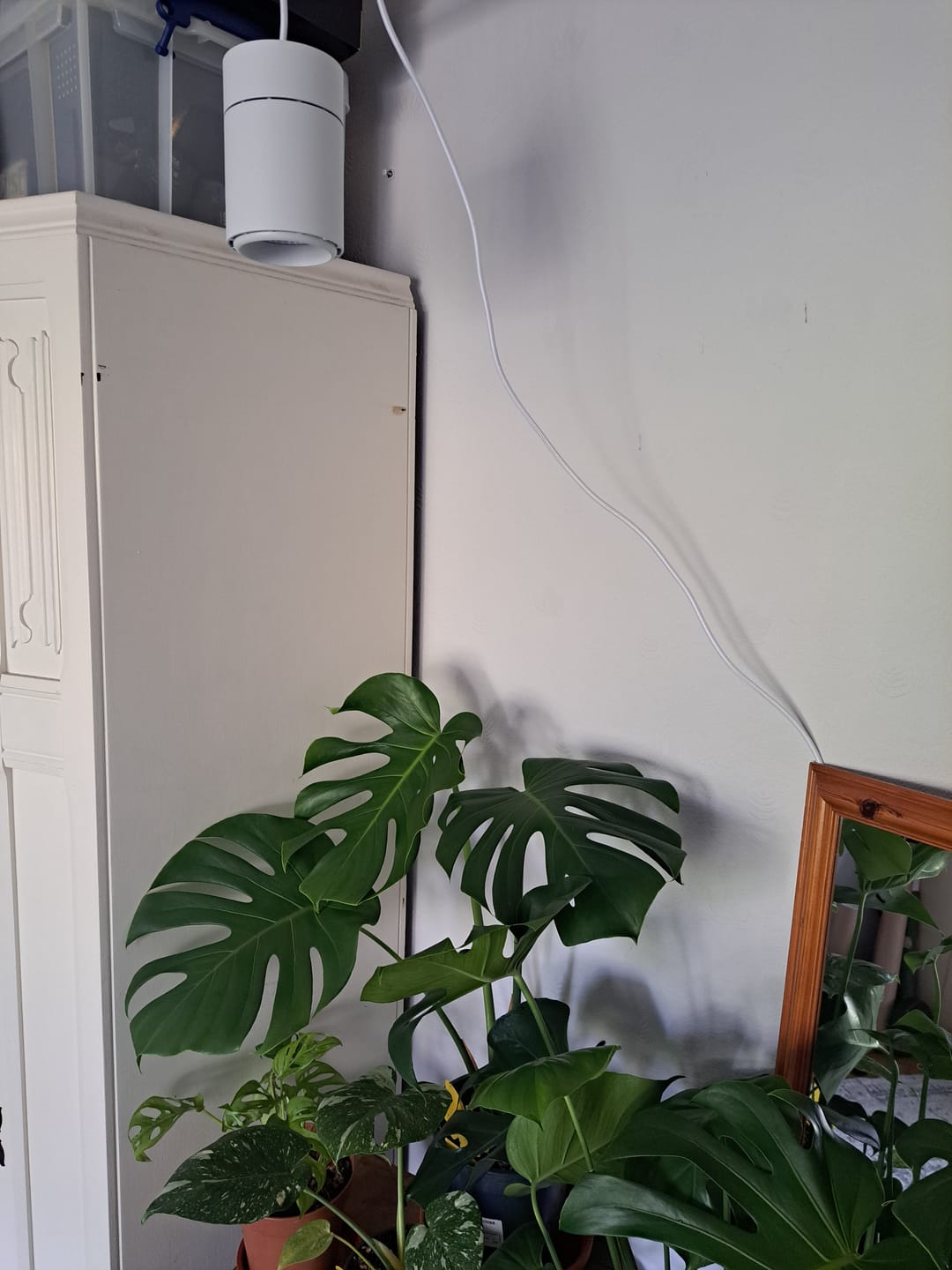 Customer photo review of Claria Grow Light Pendant