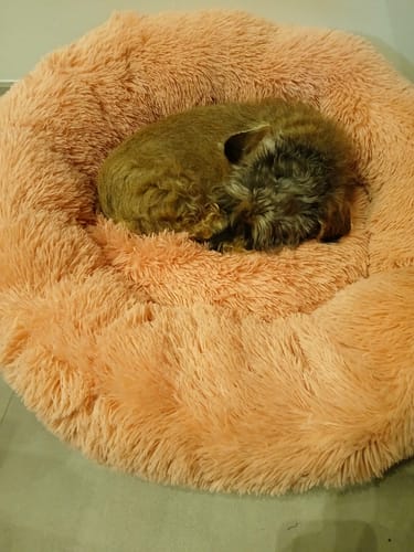 Customer photo review of Puppery Hundebett Wolke 7 - Das Original