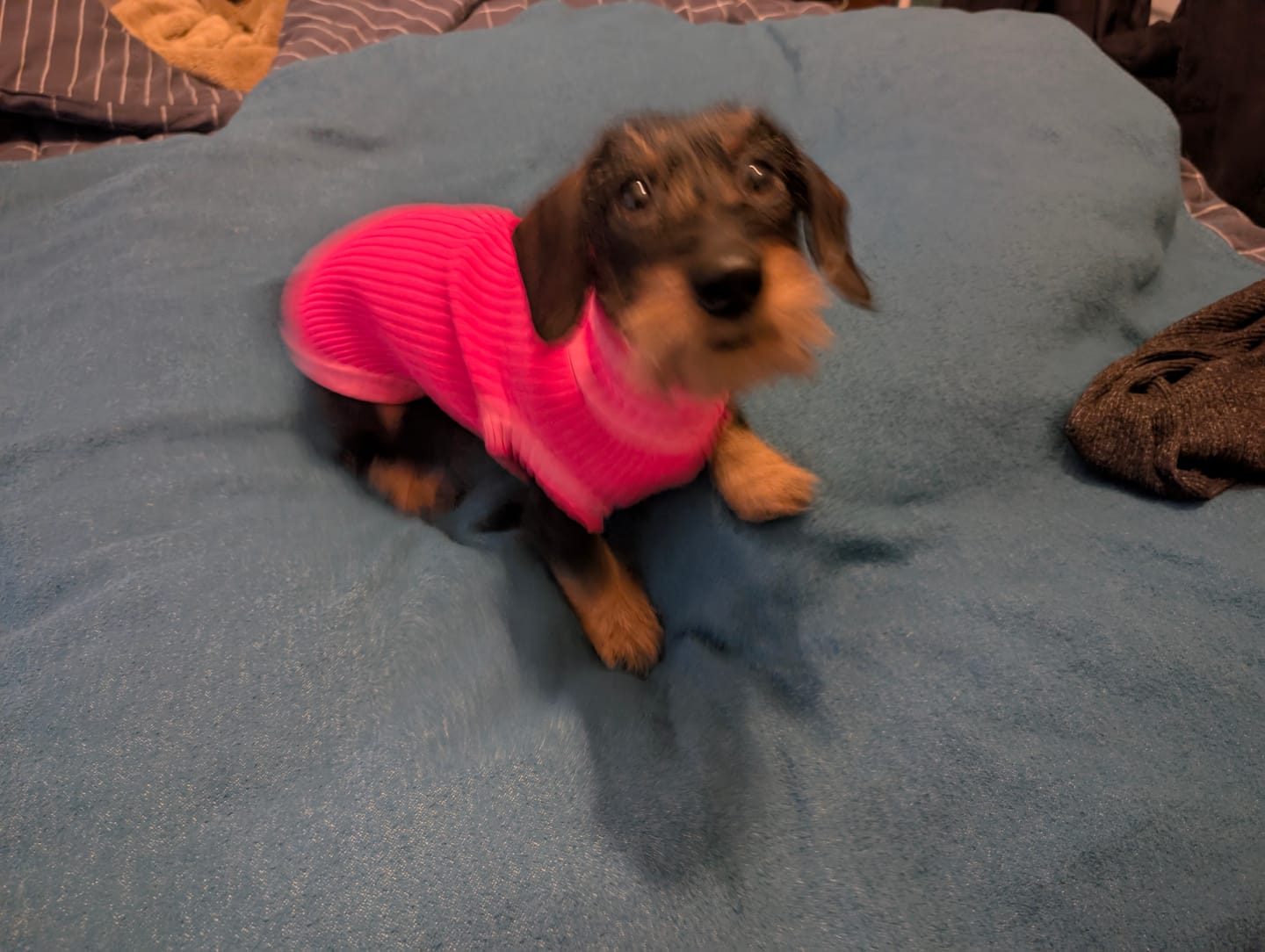 Customer photo review of THE GLOW JUMPER 2.0 - Neon Hundepullover - (Pink Parade)