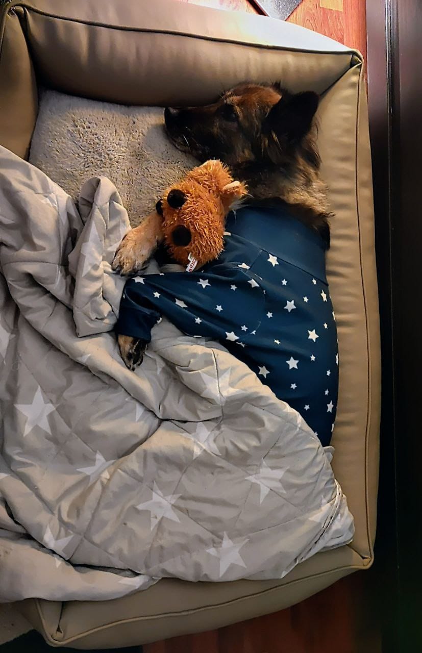 Customer photo review of Dog Pajama - Stars