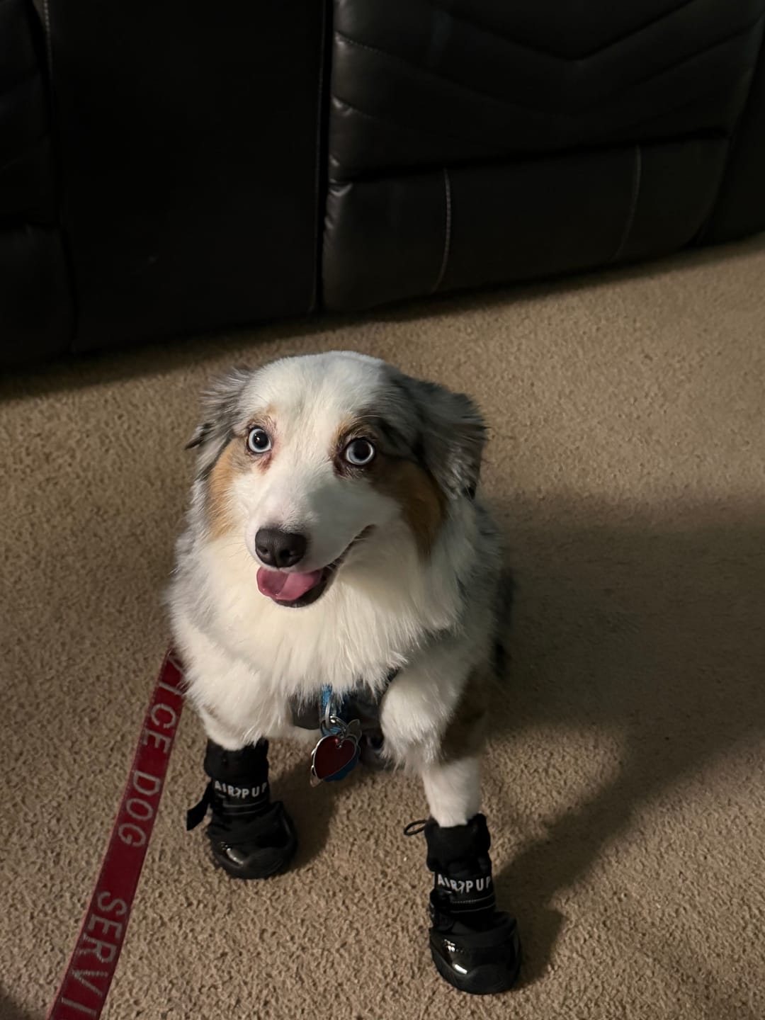Customer photo review of AIR PUP DOG BOOTS - SET OF 4