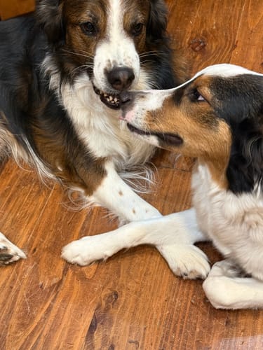 Customer photo review of Fresh Breath, Strong Gums, and Clean Teeth with the DE-01™ Dental Dogbiotic