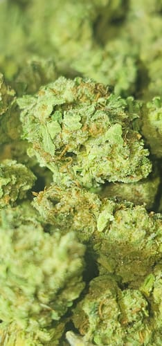 Customer photo review of White Gelato Littles - Bulk Littles - Indica