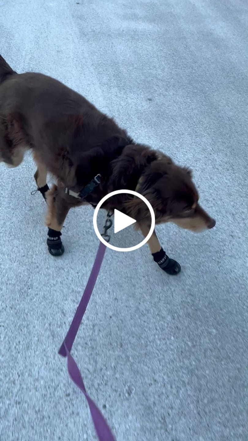 Customer video review of AIR PUP DOG BOOTS - SET OF 4