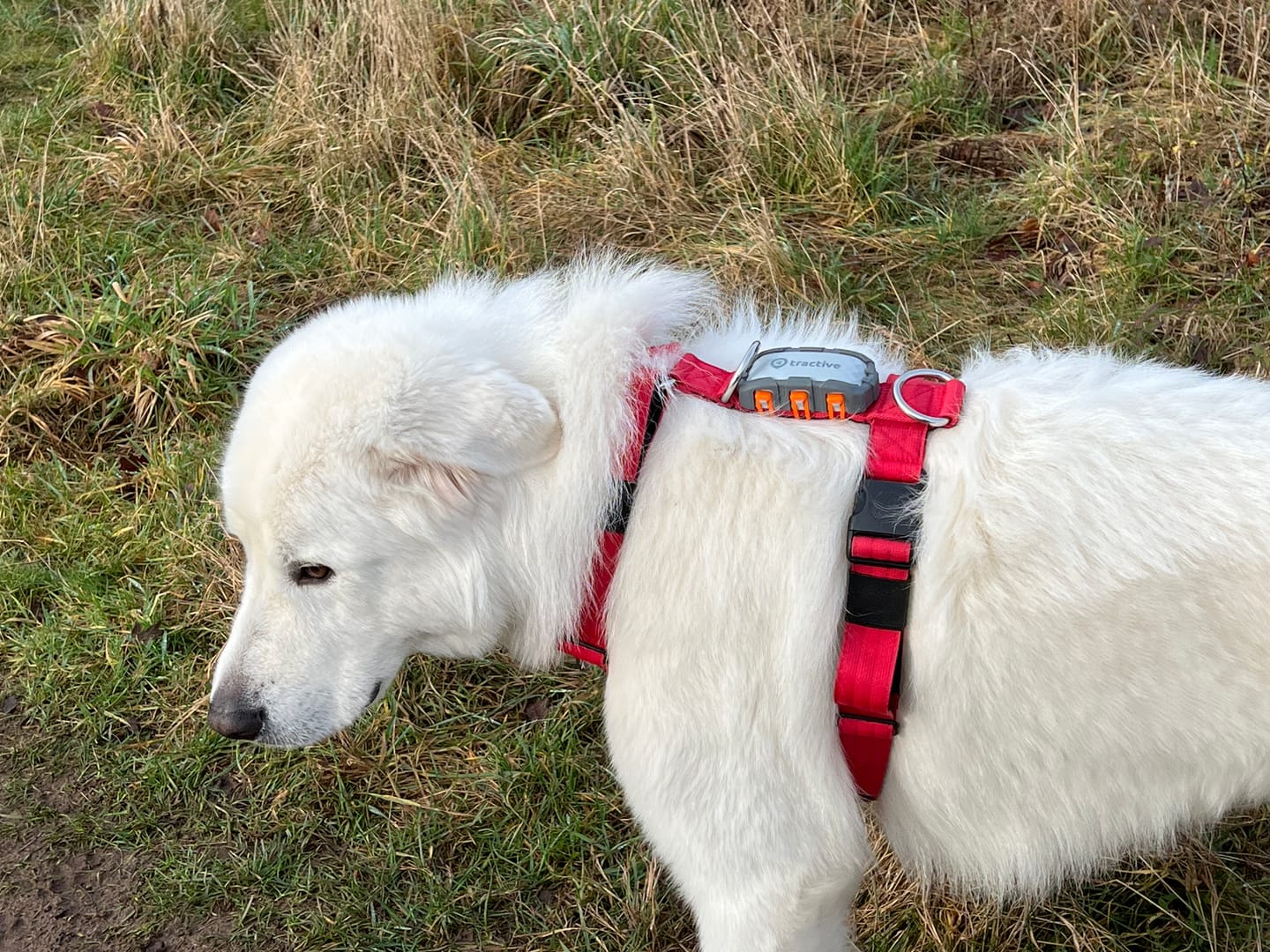 Customer photo review of Training Anti Pull TRI-Harness® | M-XL Breeds - Red