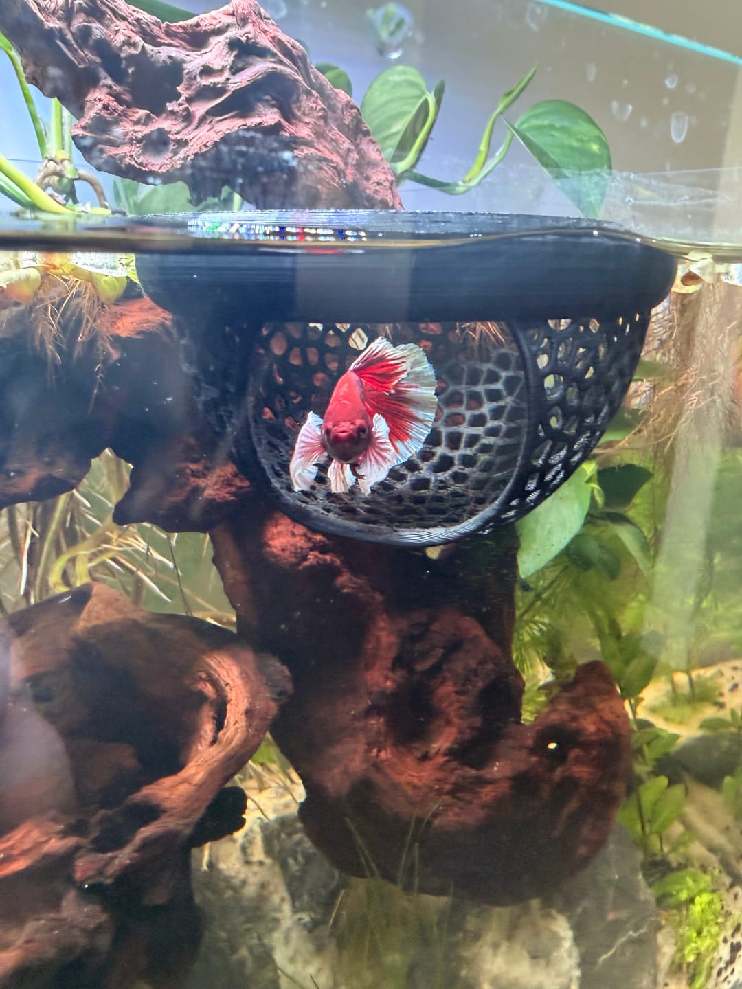 Customer photo review of Dumbo Lavender Halfmoon Male Betta Fish