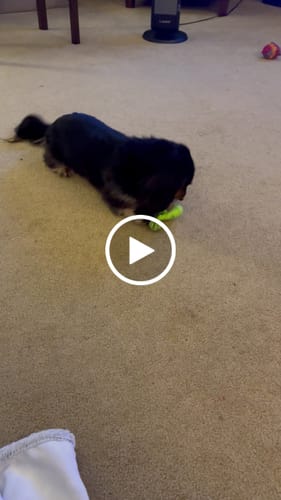 Customer video review of Gnaw Guard Foam Toys