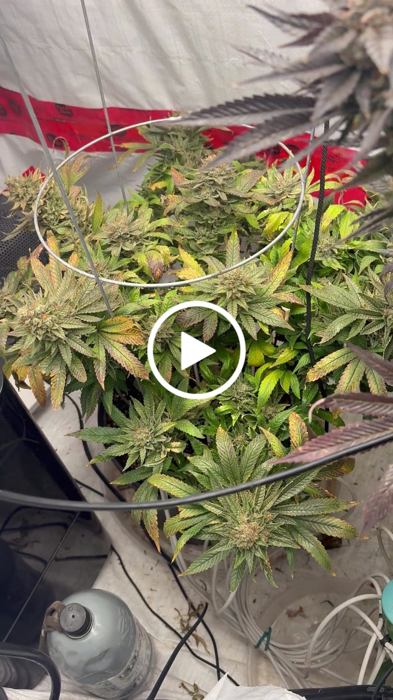 Customer video review of Advanced Nutrients pH Perfect Sensi Bloom Part B