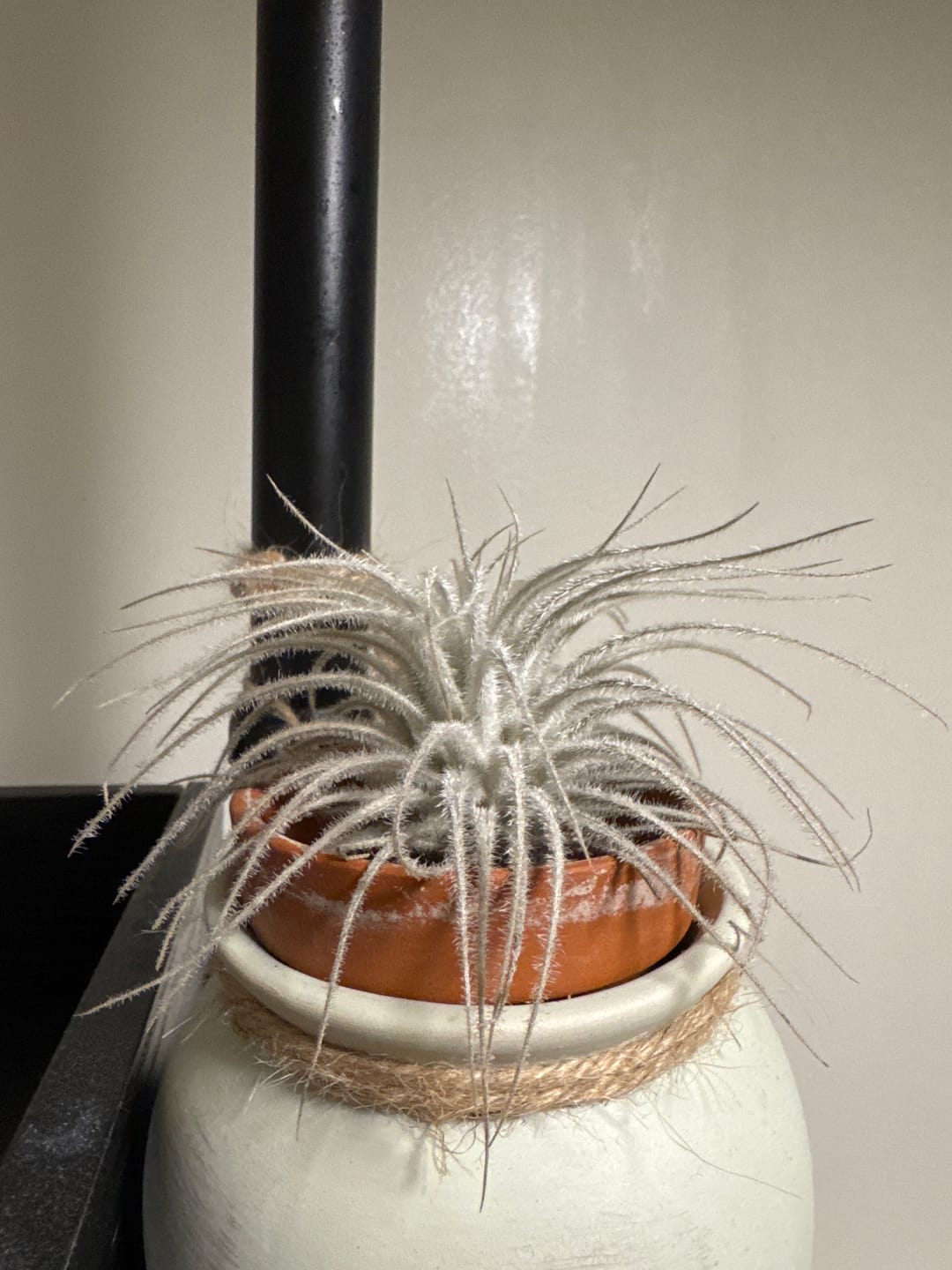 Customer photo review of Tectorum Ecuador  (AKA Snowball)