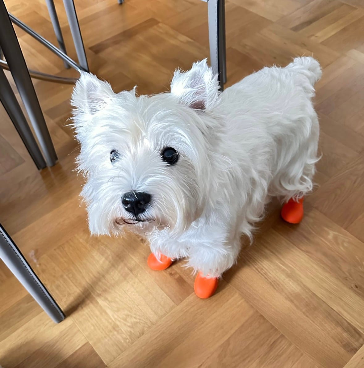 Customer photo review of WagWarmers