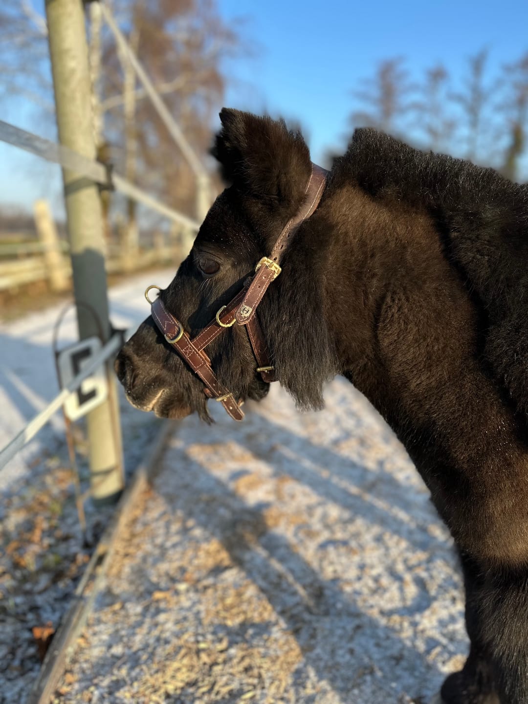 Customer photo review of Kristallkraft Coolly