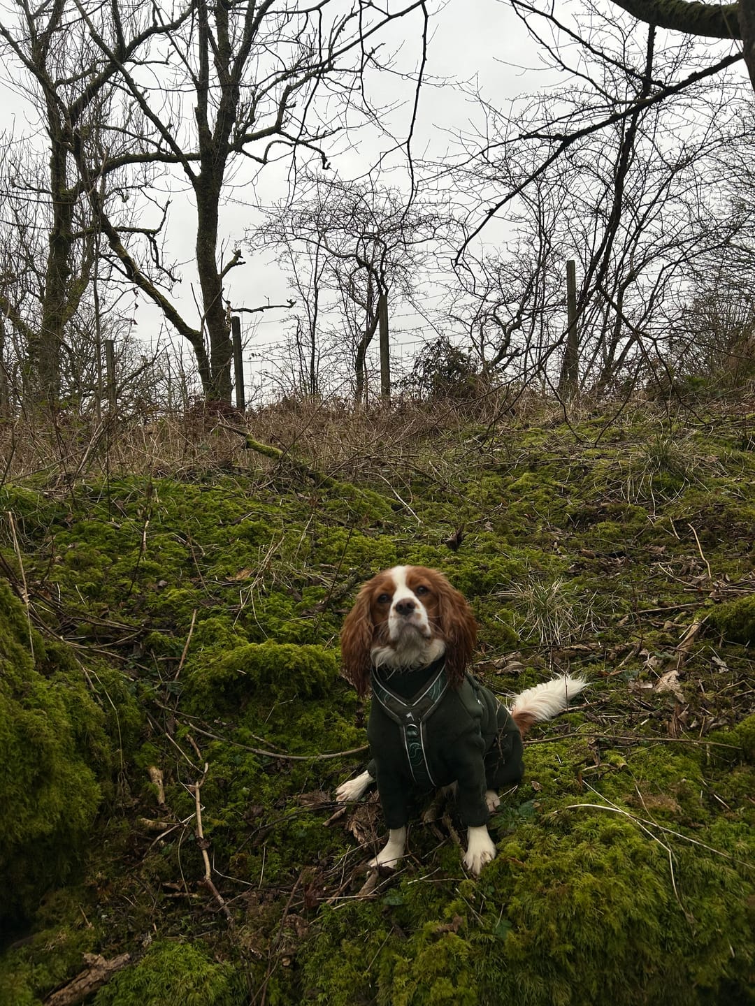 Customer photo review of Apex® Harness