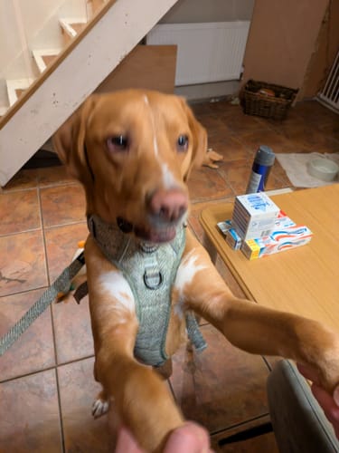 Customer photo review of Tough Trails™ Harness - Country Thyme