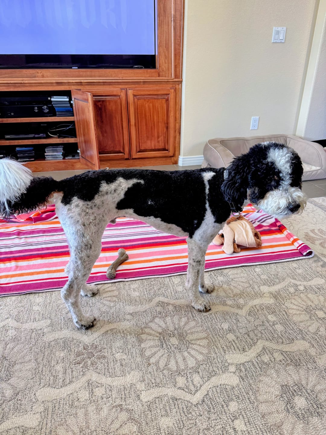 Customer photo review of Shine K9 Cleanse & Gloss Free Sample Kit