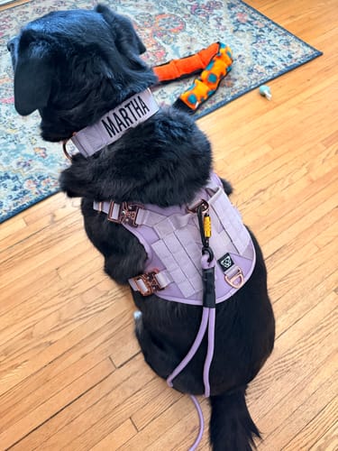 Customer photo review of HNTR 3.0 Dog Harness - Sofia