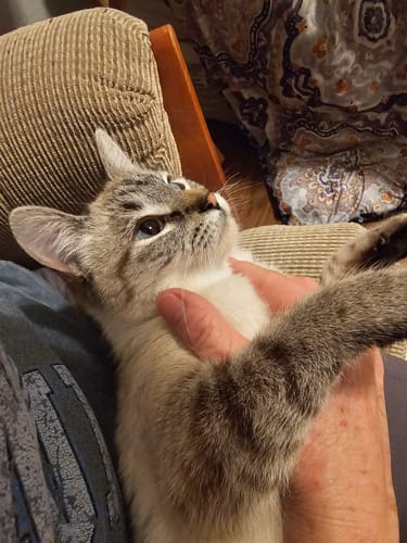 Customer photo review of GCP Cat L-Lysine - 200 servings