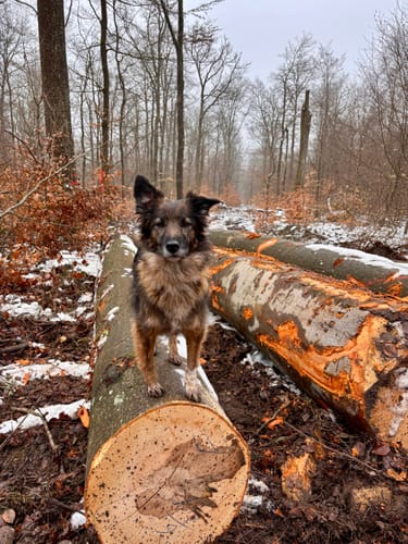 Ein Kunde zeigt seinen Hund Lluna, der auf einem Baumstamm in einem verschneiten Wald posiert.