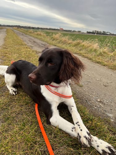 Der entspannte Hund einer Kundin liegt auf einem Feldweg, nachdem er Relax Time erhalten hat.
