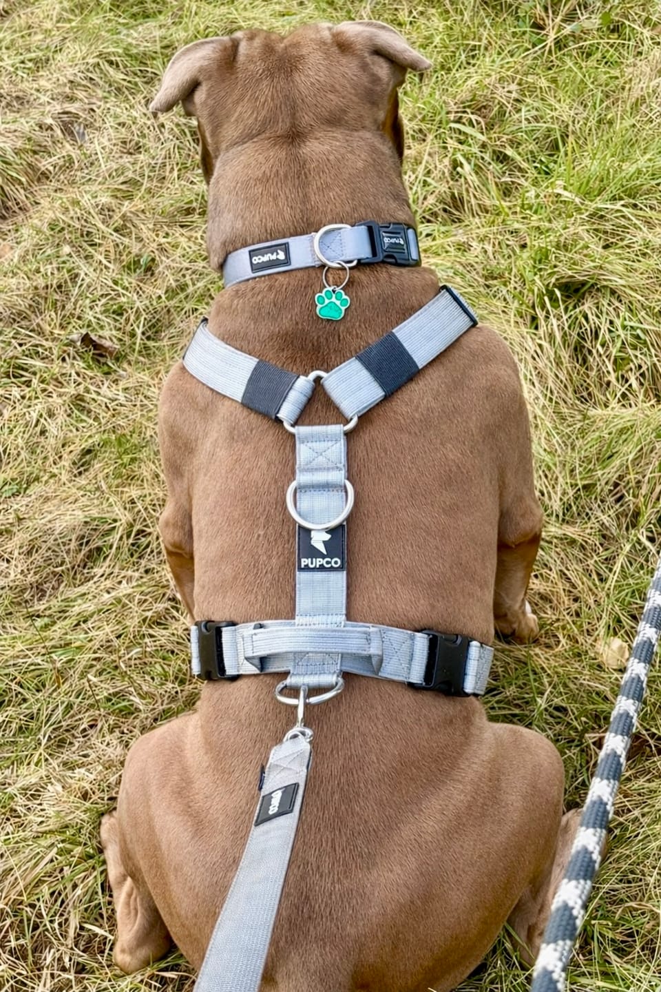 Customer photo review of Ultra Harness - Anti pull - Grey