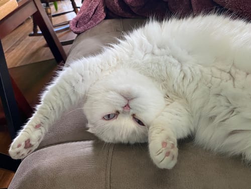 Customer photo review of Cat Cold, Sneezing & Respiratory Support Remedy