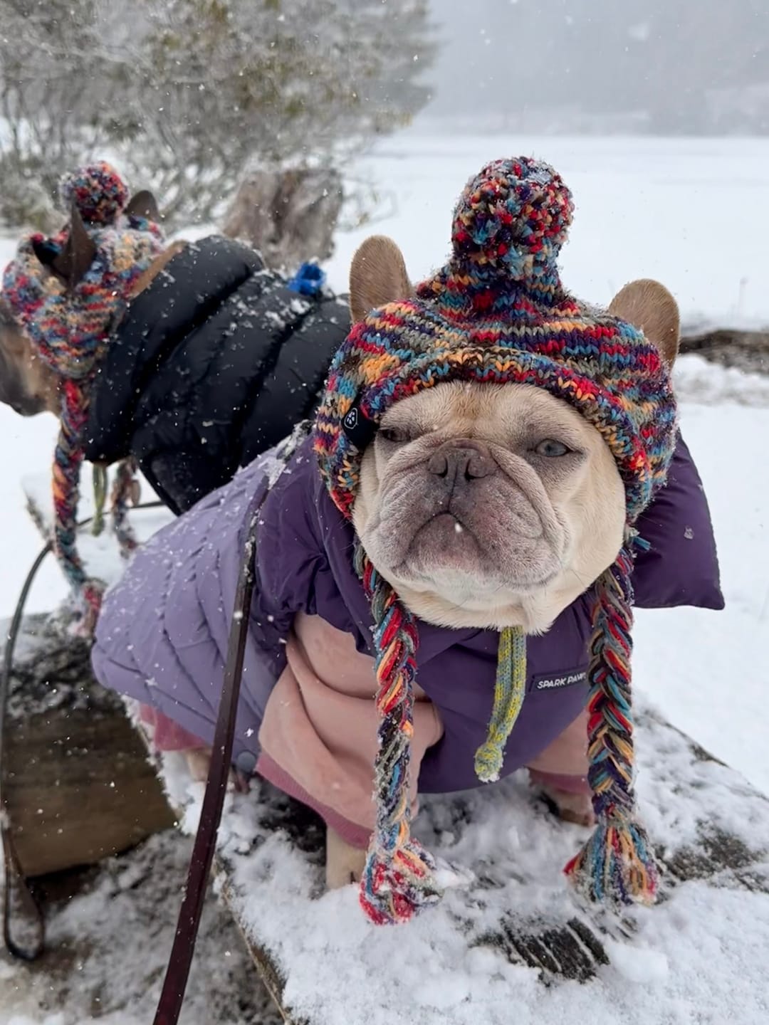 Customer photo review of PuffShield Winter Jacket -  Purple