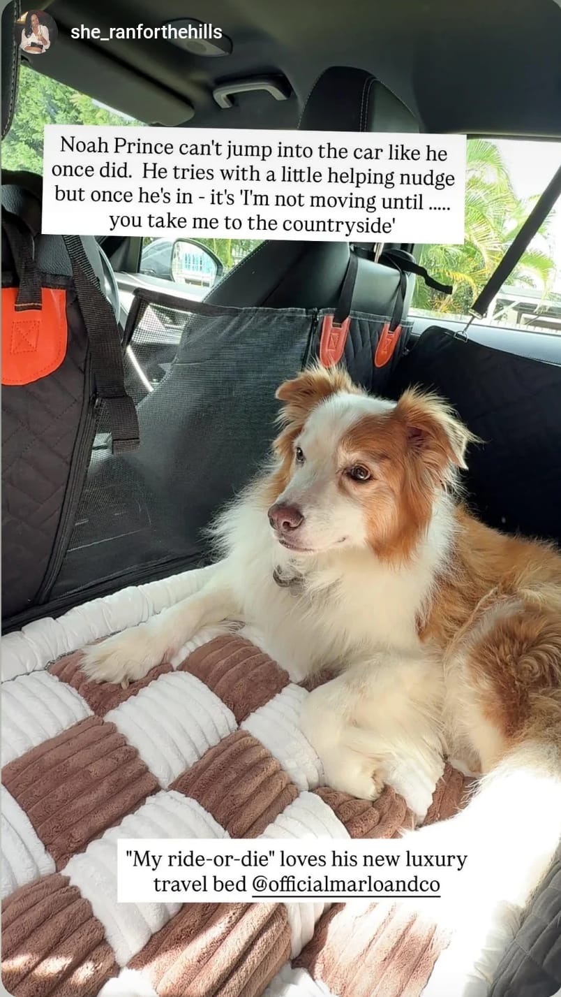 Customer photo review of Marlo&Co™ Dog Seat Cover