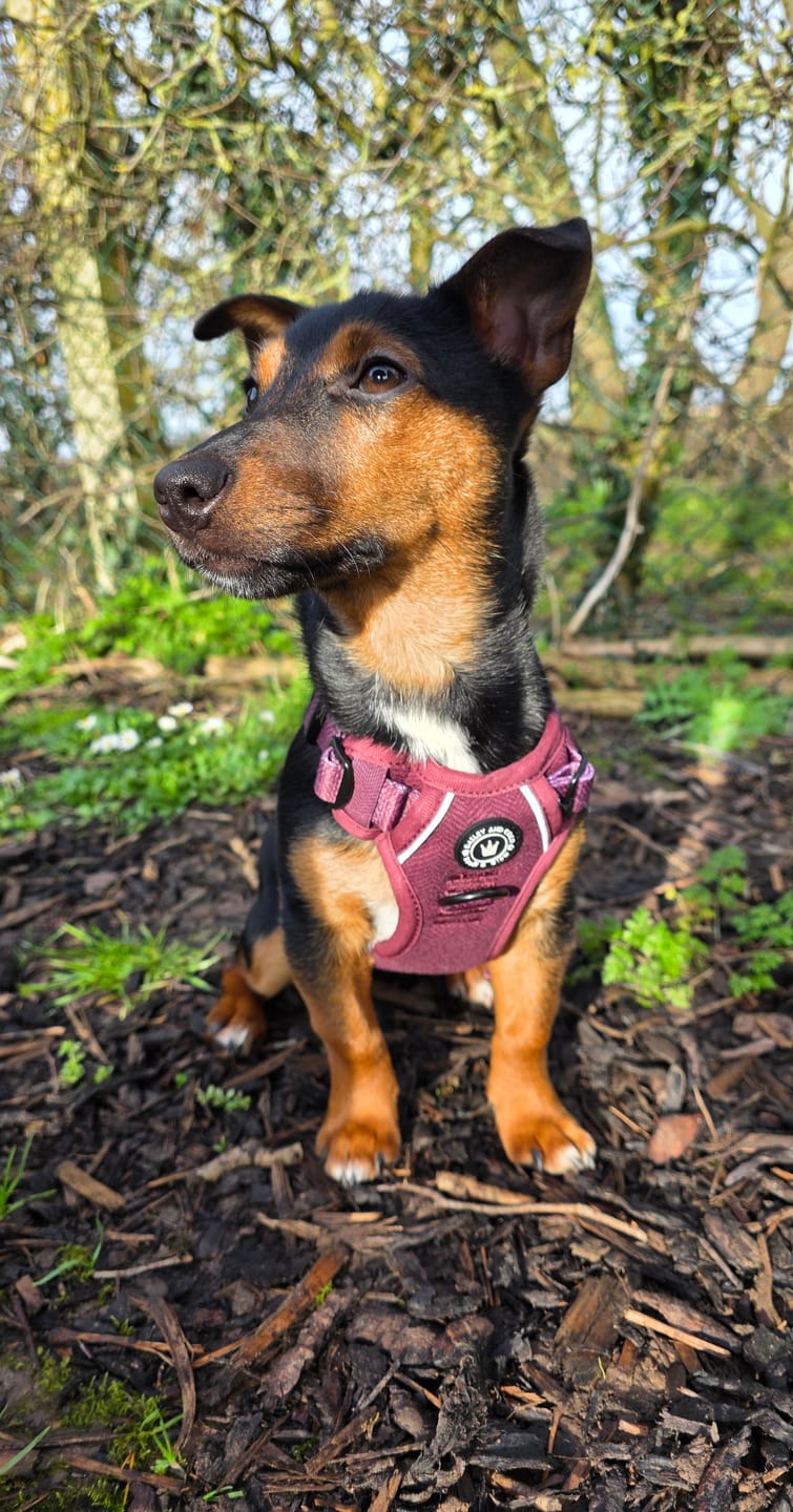 Customer photo review of Trail & Glow® Dog Harness - Mulberry Tweed