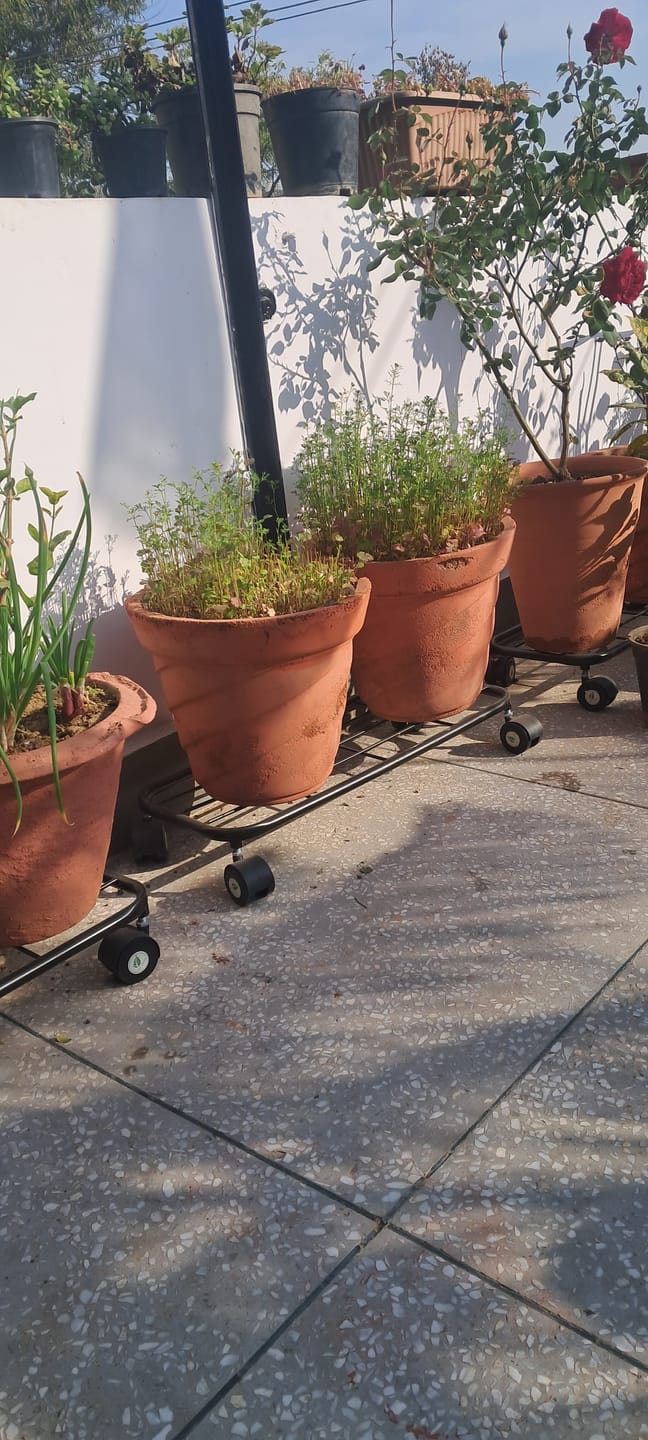 Customer photo review of TryGreen Ivy Wheel Rolling Plant Stand for Planters